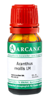 ACANTHUS mollis LM 1 Dilution