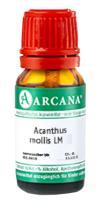 ACANTHUS mollis LM 15 Dilution