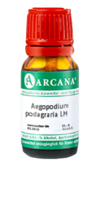 AEGOPODIUM podagraria LM 1 Dilution