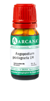 AEGOPODIUM podagraria LM 25 Dilution