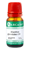 AILANTHUS GLANDULOSA LM 7 Dilution