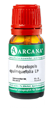 AMPELOPSIS quinquefolia LM 10 Dilution