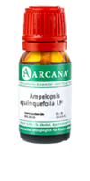 AMPELOPSIS quinquefolia LM 13 Dilution