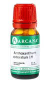 ANTHOXANTHUM odoratum LM 4 Dilution