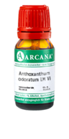 ANTHOXANTHUM odoratum LM 6 Dilution